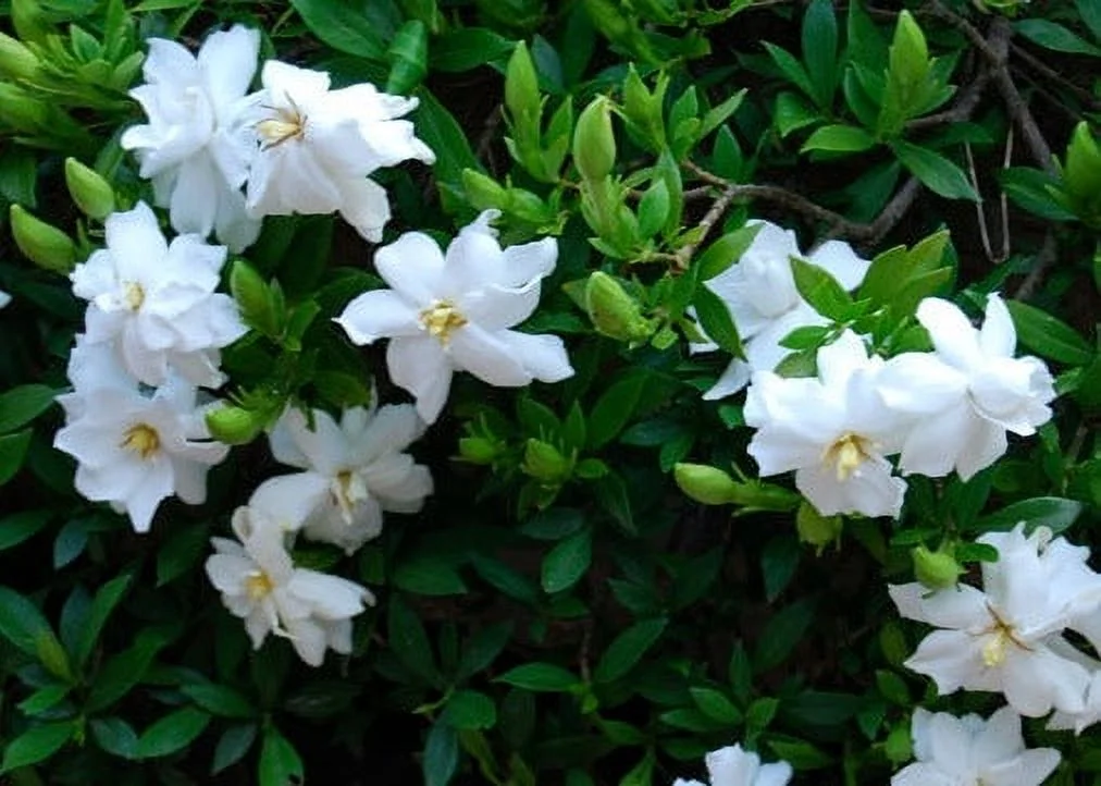 Pixies Gardens Dwarf Radican Gardenia 3 Gallon