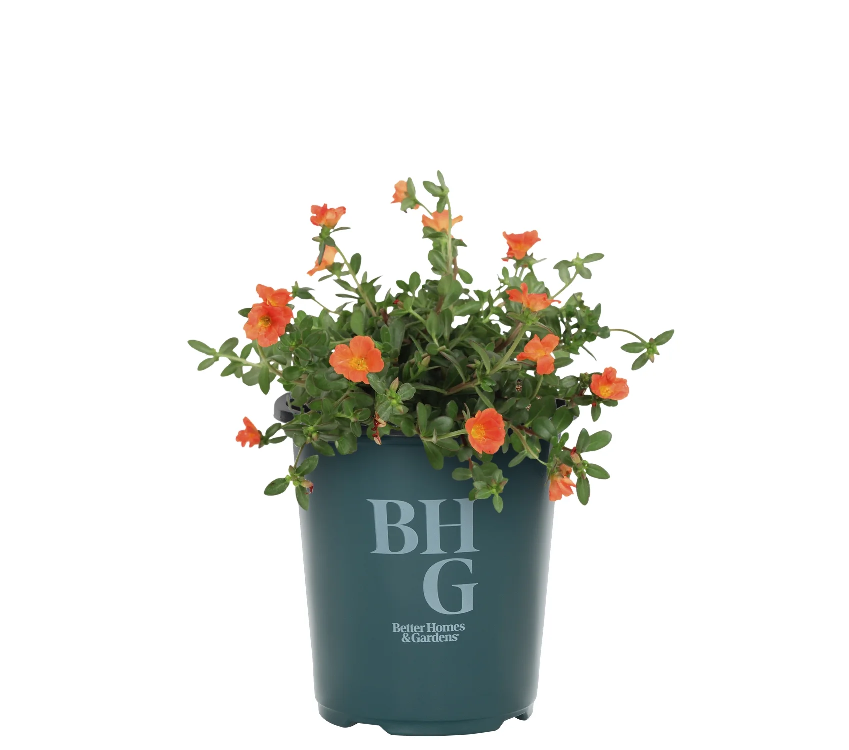 Better Homes & Gardens QT Orange Portulaca Live Plant Grower Pot Sun