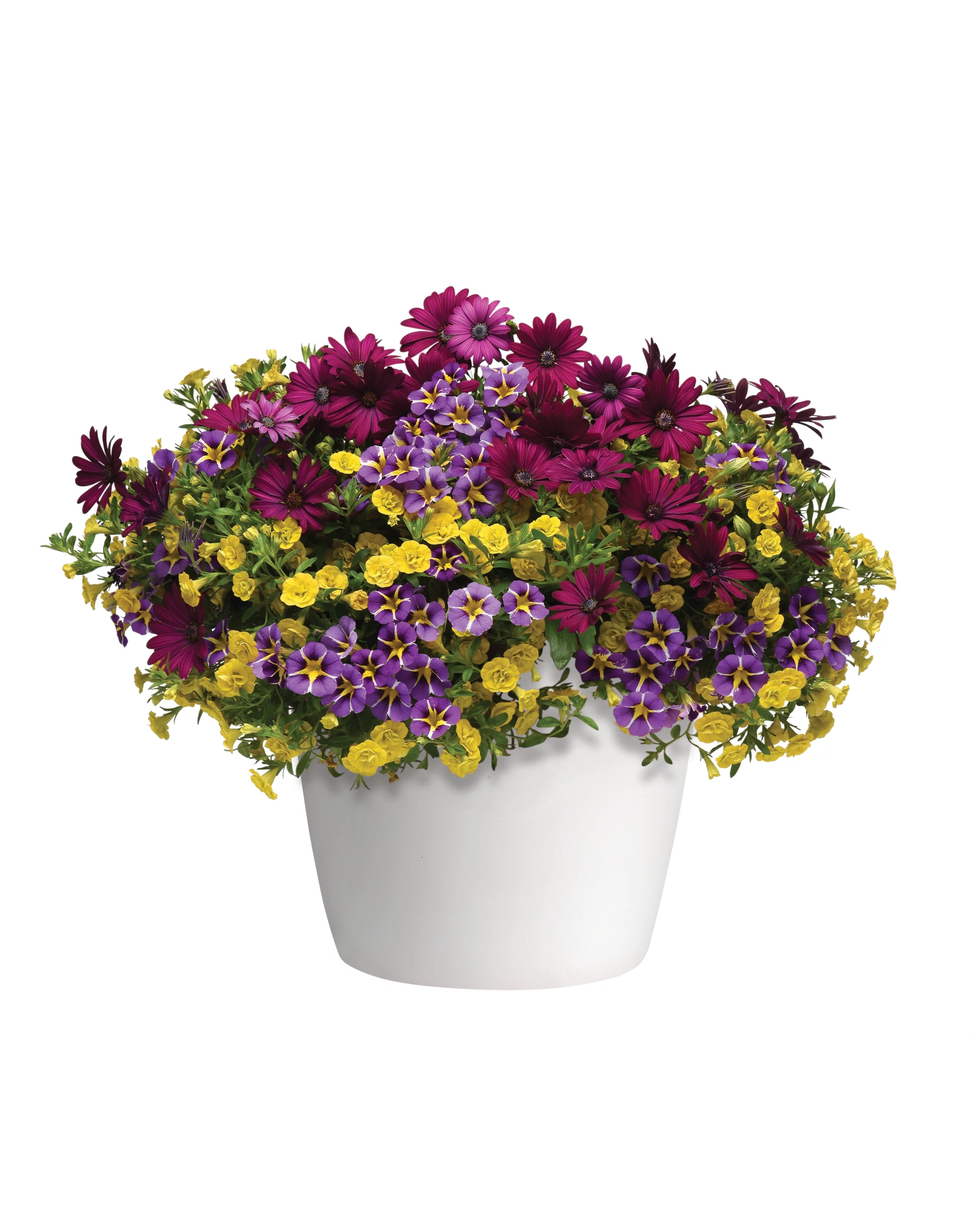 Better Homes & Garden - 5 Gallon Pot Petunia & Calibrachoa Multicolor Combo Mix - Live Plants