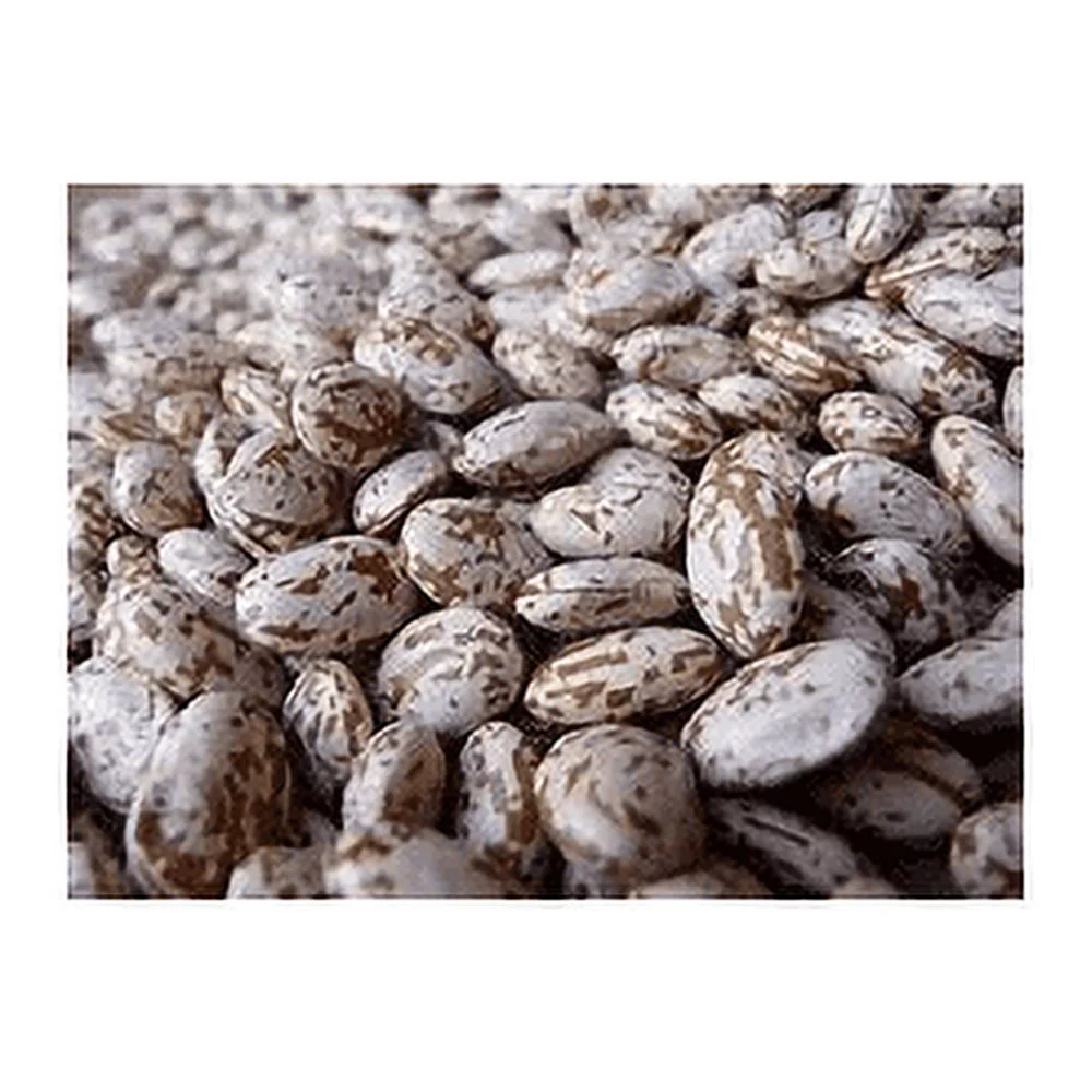 Bean Pinto Great Heirloom Garden Vegetable By Seed Kingdom 25 Seeds