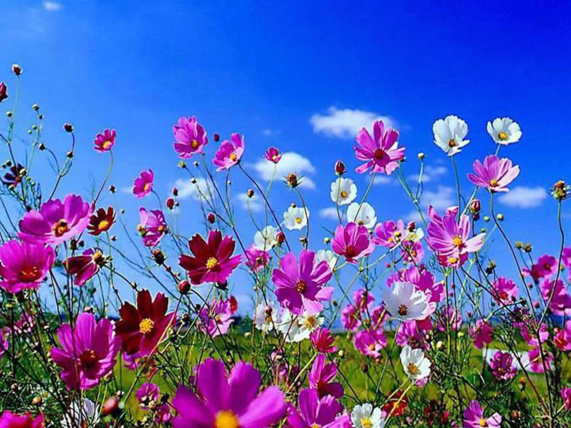 350 COSMOS SENSATION MIX Mixed Colors Cosmos Bipinnatus Flower Seeds