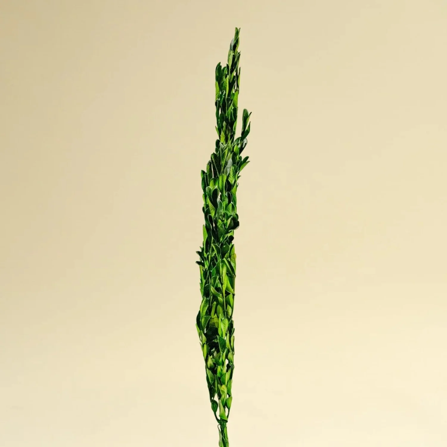 Raw Sola Wood Flowers - Centerpiece/Vase/Pot/Bouquet Fillers - -Boxwood Greenery