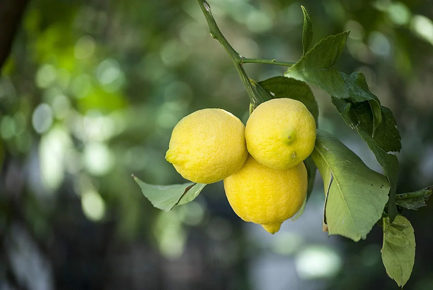 10 Barbados Nut Tree Seeds to Plant Physic Nut Jatropha curcas