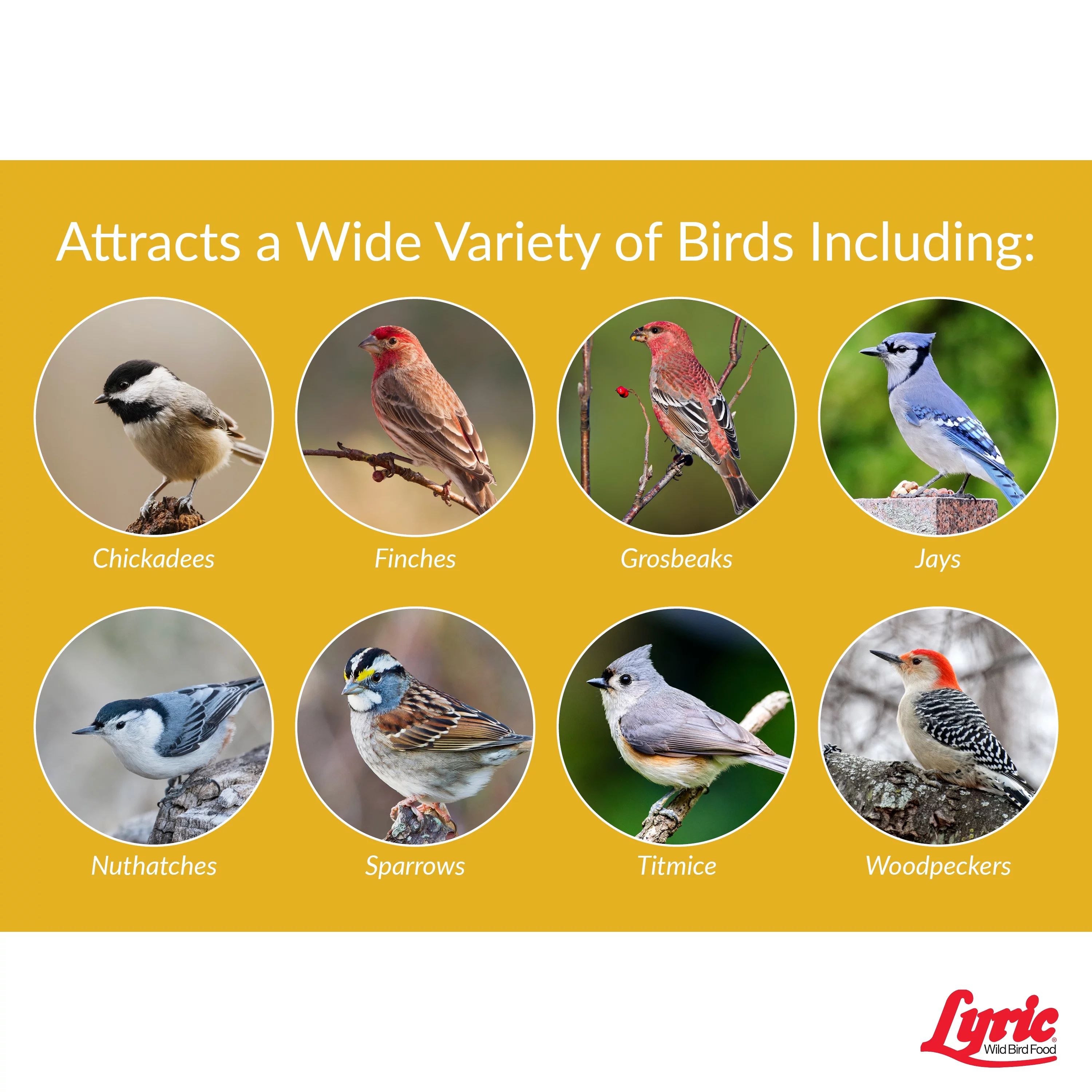 Lyric Black Oil Sunflower Seeds - 5 lb. Bag