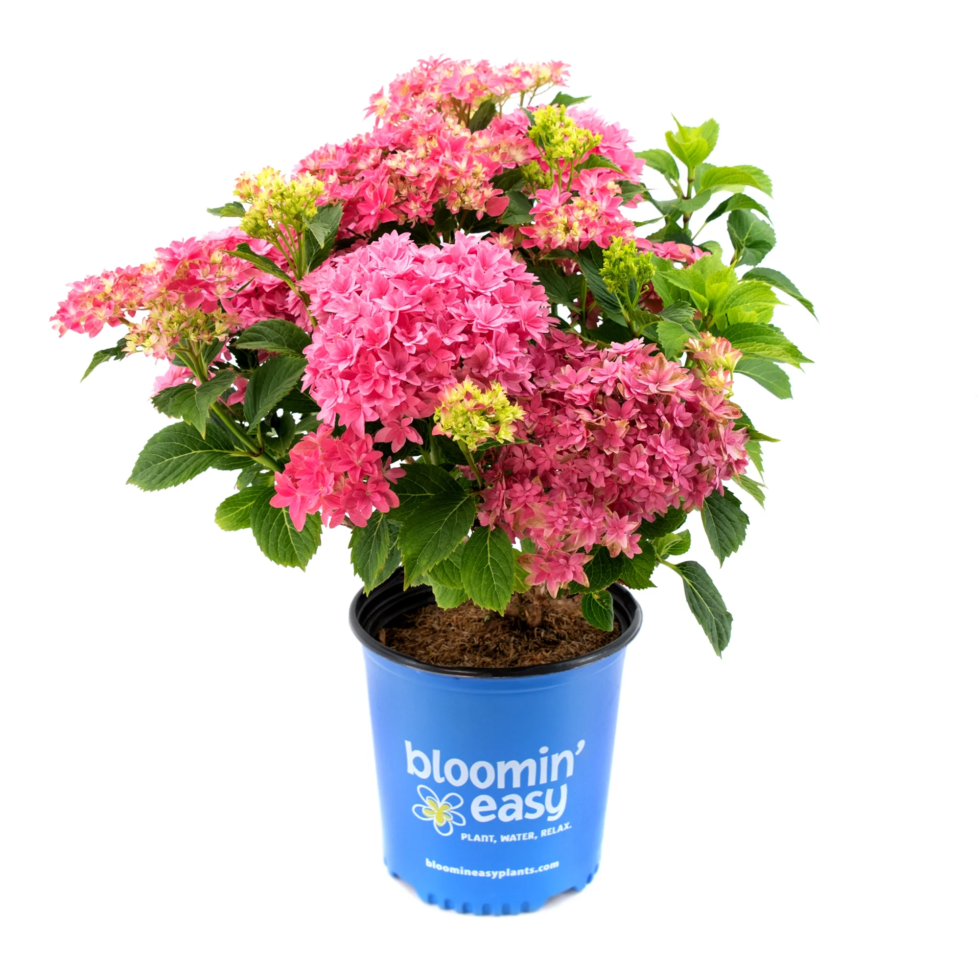 2 gal. Starfield Bigleaf Hydrangea (Macrophylla) Live Shrub, Pink Flowers