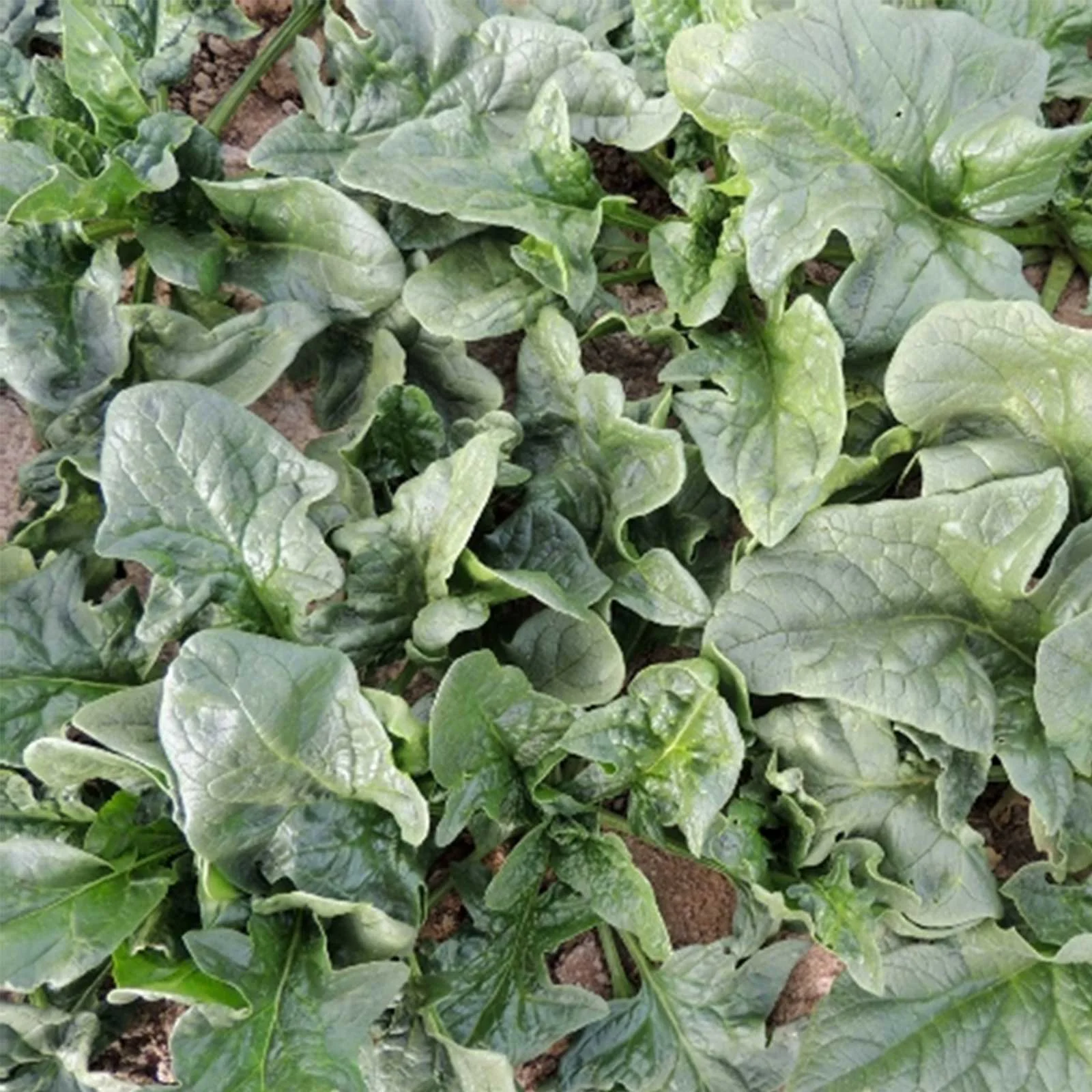 Viroflay Spinach Garden Seeds - 4 Oz - Non-GMO, Heirloom Vegetable Gardening & Micro Greens Seed