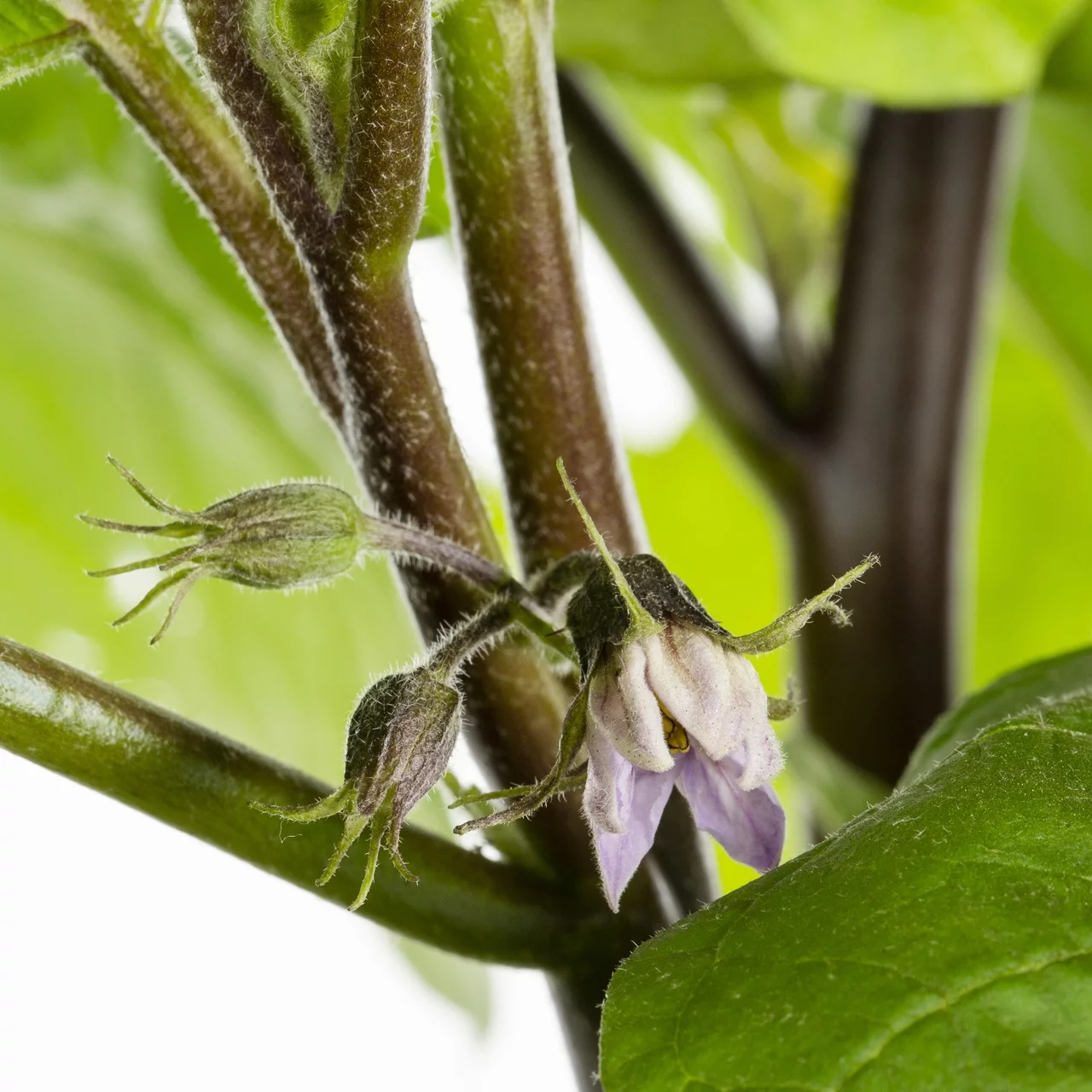 Better Homes & Gardens 2.5 Gal Eggplant Live Plant Decorative Planter Sun