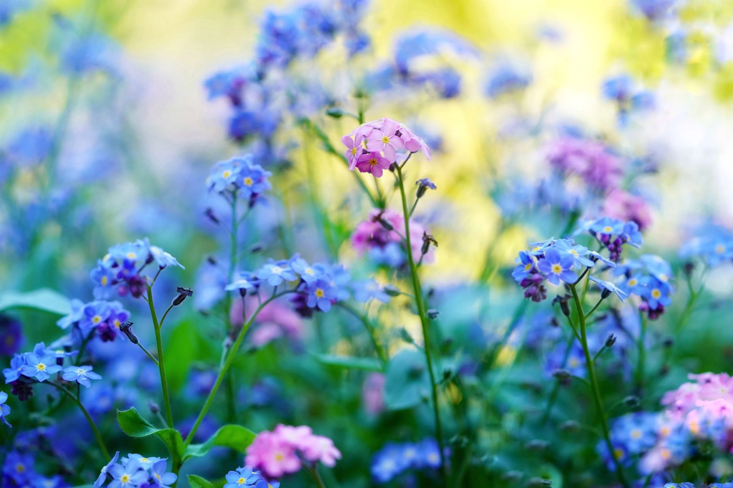 Forget-Me-Not Seeds/ Perennial/ Full Sun/400 Seeds 1/4 Gram/ Zellajake Farm and Garden - B254