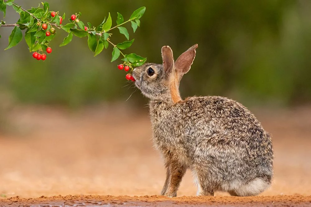 Ditto, Larry 14x11 White Modern Wood Framed Museum Art Print Titled - Eastern Cottontail-Sylvilagus floridanus-feeding