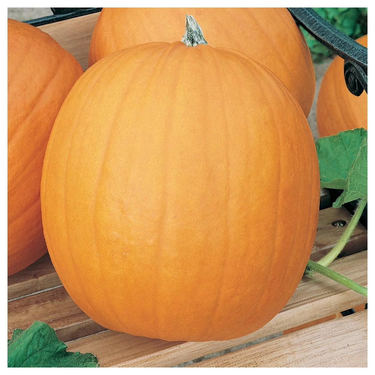 Everwilde Farms - 1/4 lb Organic Jack O Lantern Pumpkin Seeds - Gold Vault Bulk Seed Packet