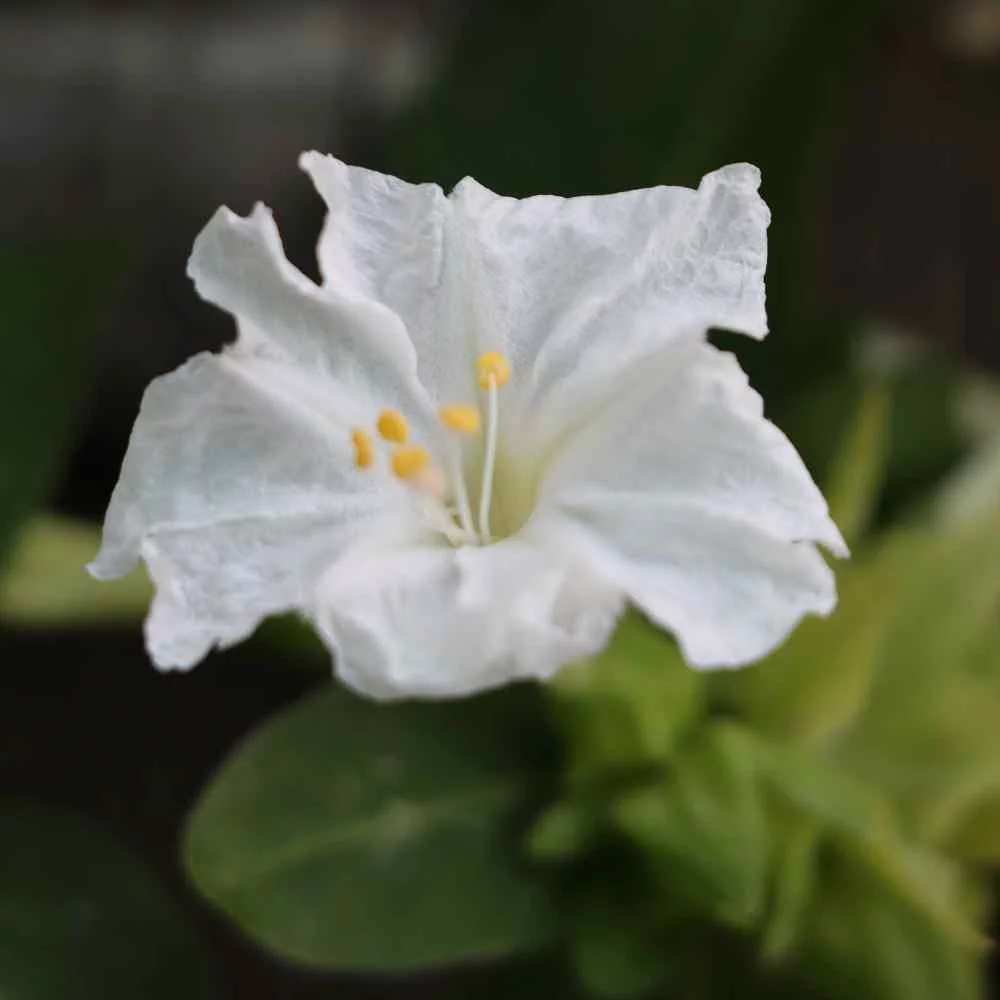 Four O' Clock Seeds - Mirabilis Jalapa White Flower Seeds - 1 LB