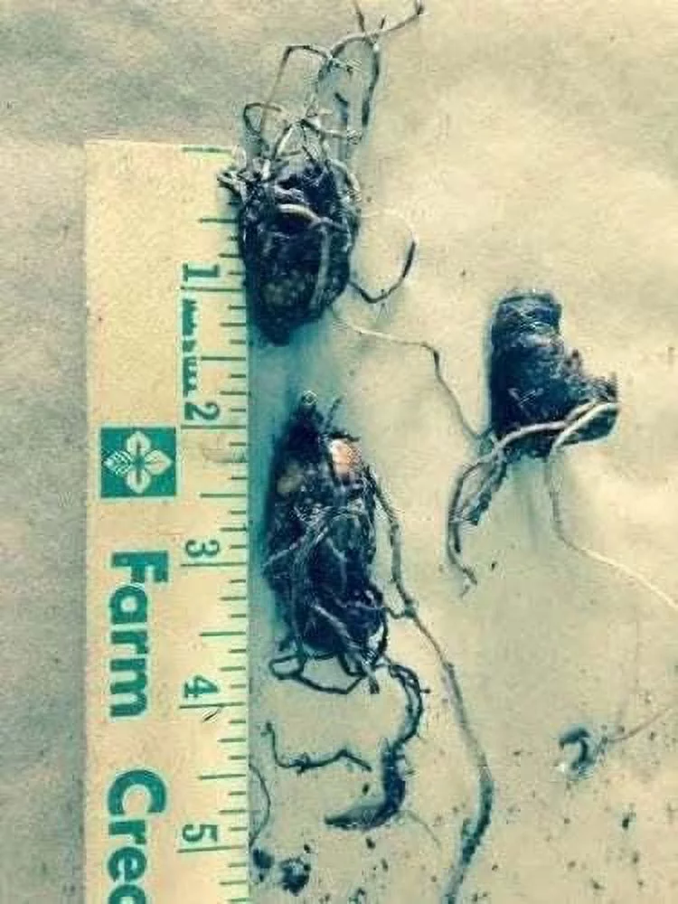 White Trillium Qty 10