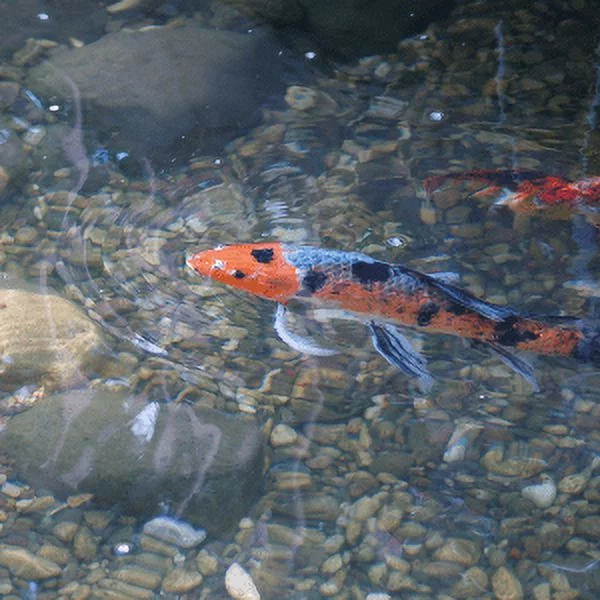 Airmax Ecosystems AMCC021-1G 128 oz Crystal Clear OneFix