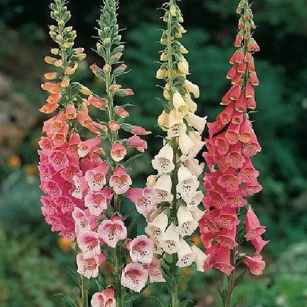 3000 Seeds Foxglove Seeds – Mix Col&nbsp;Seeds G139, Home Garden Flowers