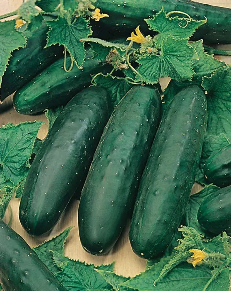Marketmore 76 Cucumber Seed