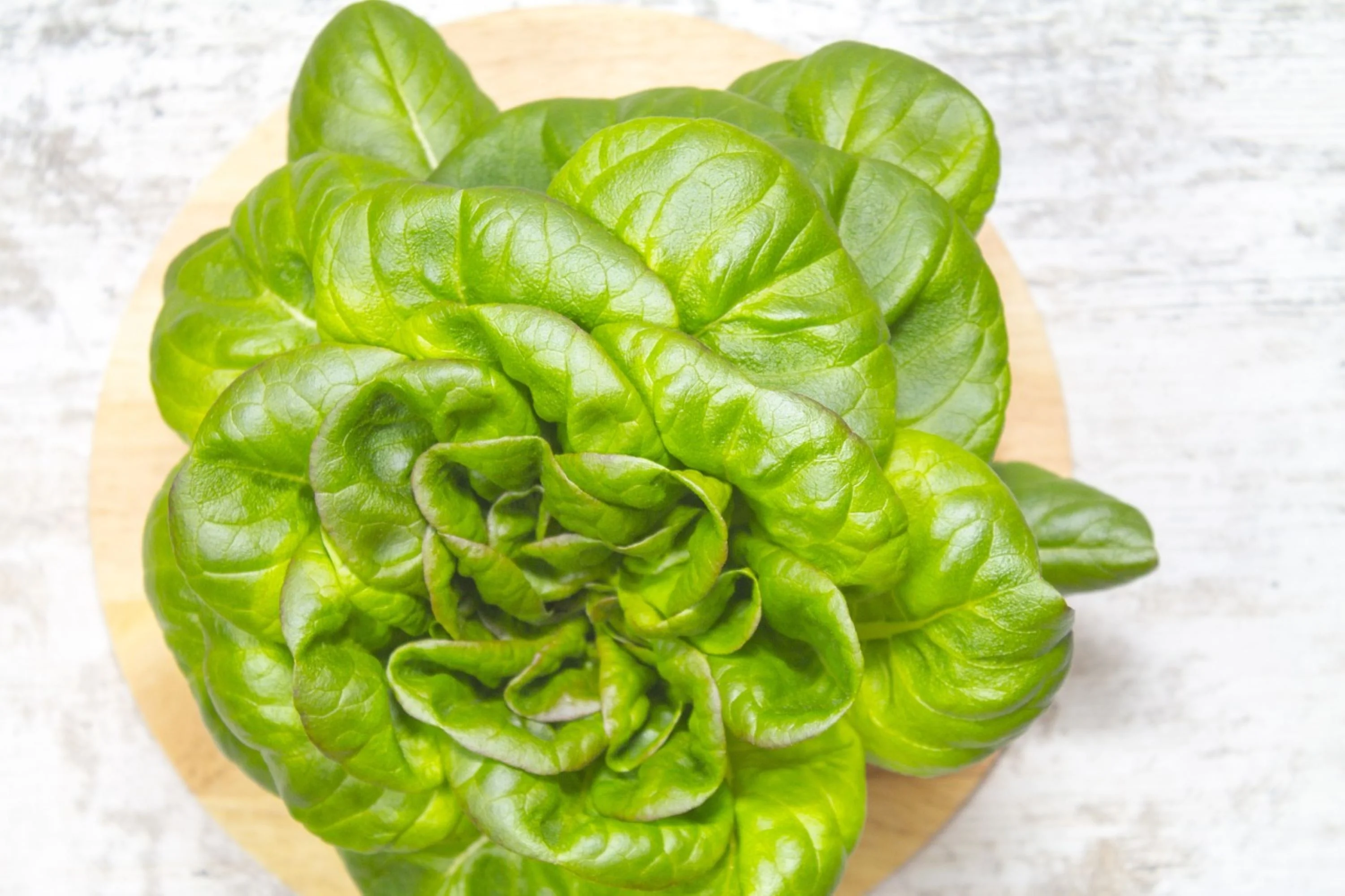 Ruby Red Leaf Lettuce Seeds/ Annual/ Full Sun/500 Seeds 1/2 Gram/ Zellajake Farm and Garden - B191