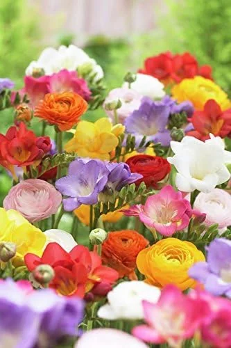 Grand Freesia & Ranunculus Flower Bulbs - Set of 22 Ranunculus & Freesia Flower Bulb Mix