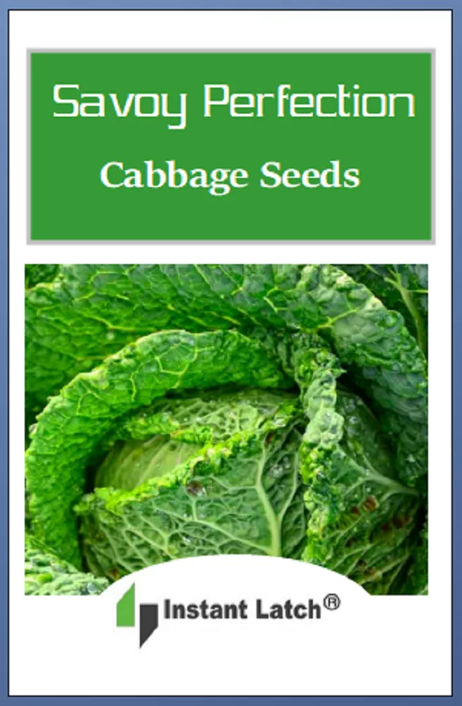 250 Savoy Perfection Cabbage Seeds | NON-GMO | Heirloom | Fresh Garden Seeds