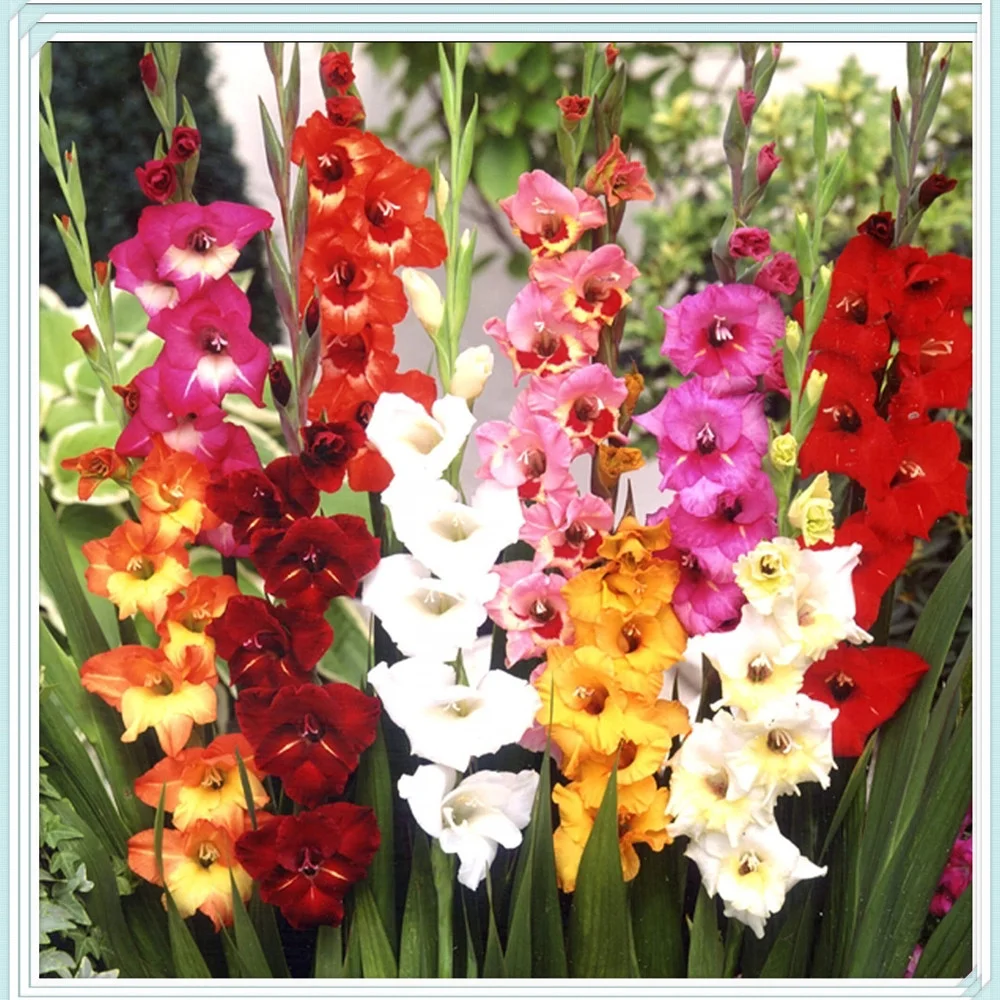 Gladiolus Bulbs, Large Flowers, Hardy Plants, Long Blooming Period, Fresh Bulbs