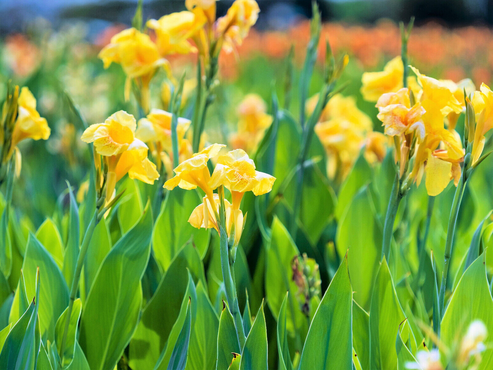 5 YELLOW CANNA LILY Indian Shot Canna Indica Flower Seeds *Flat S/H