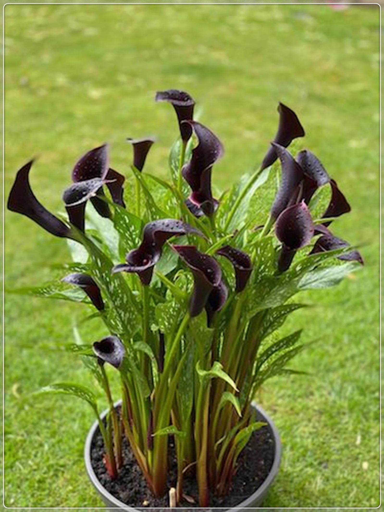 Calla Lily Bulbs, Calla Lily Bulbs Giant,Calla Lily Plant Perinial,Bulb Flowers,Calla Lily Plants,Calla Lily Bulbs Giant,Calla Lily Bulbs For Sale