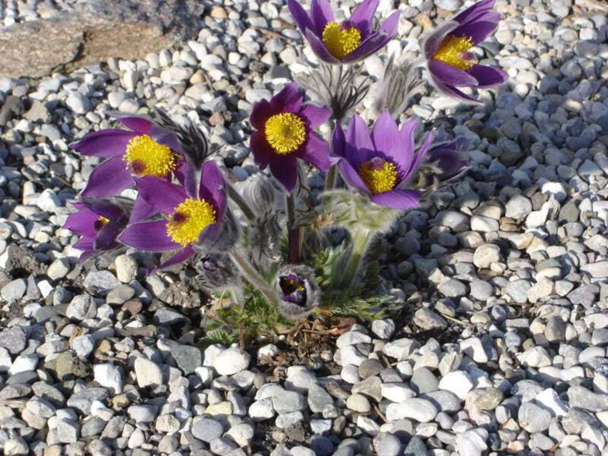 25 VIOLET ANEMONE Pulsatilla Vulgaris Purple PASQUE Flower Seeds