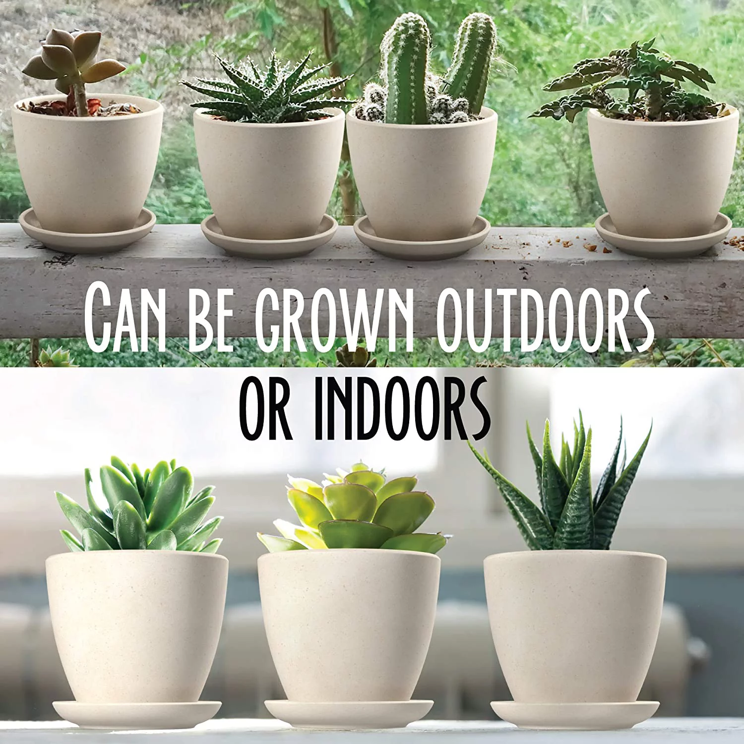 Succulent & Cactus Seed Kit for Planting –  Cactus & Succulent Starter Kit – 4 Planters, Drip Trays, Markers, Seeds Mix, Soil - DIY Gift Kits