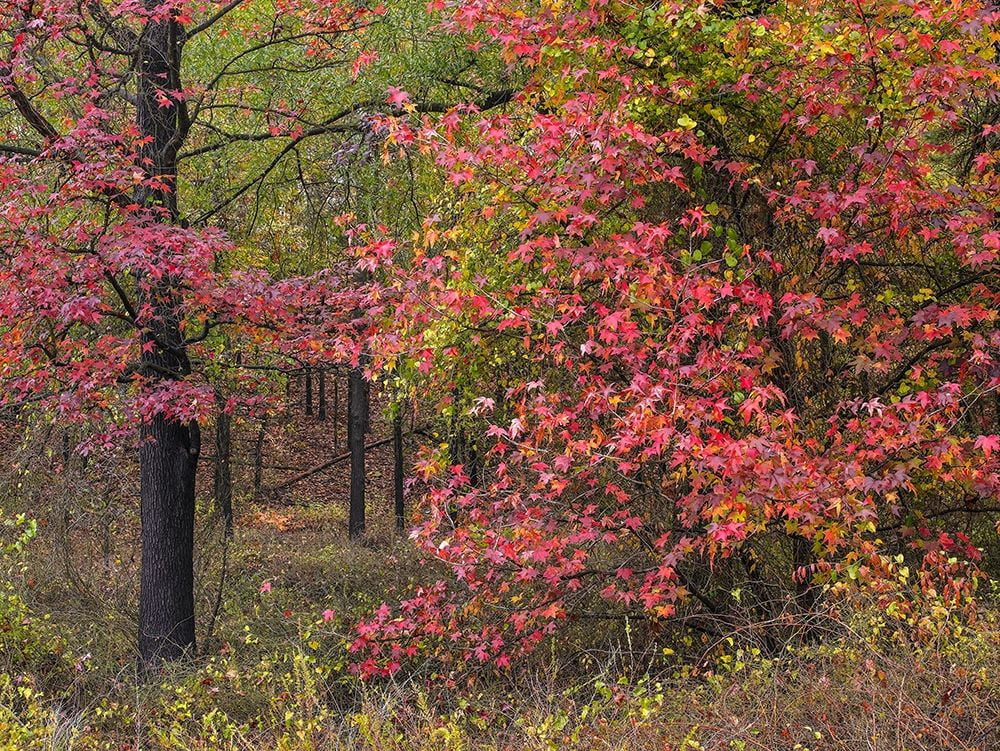 Fitzharris, Tim 14x12 Black Ornate Wood Framed with Double Matting Museum Art Print Titled - Sweetgum in autumn at Gillham Lake-Arkansas