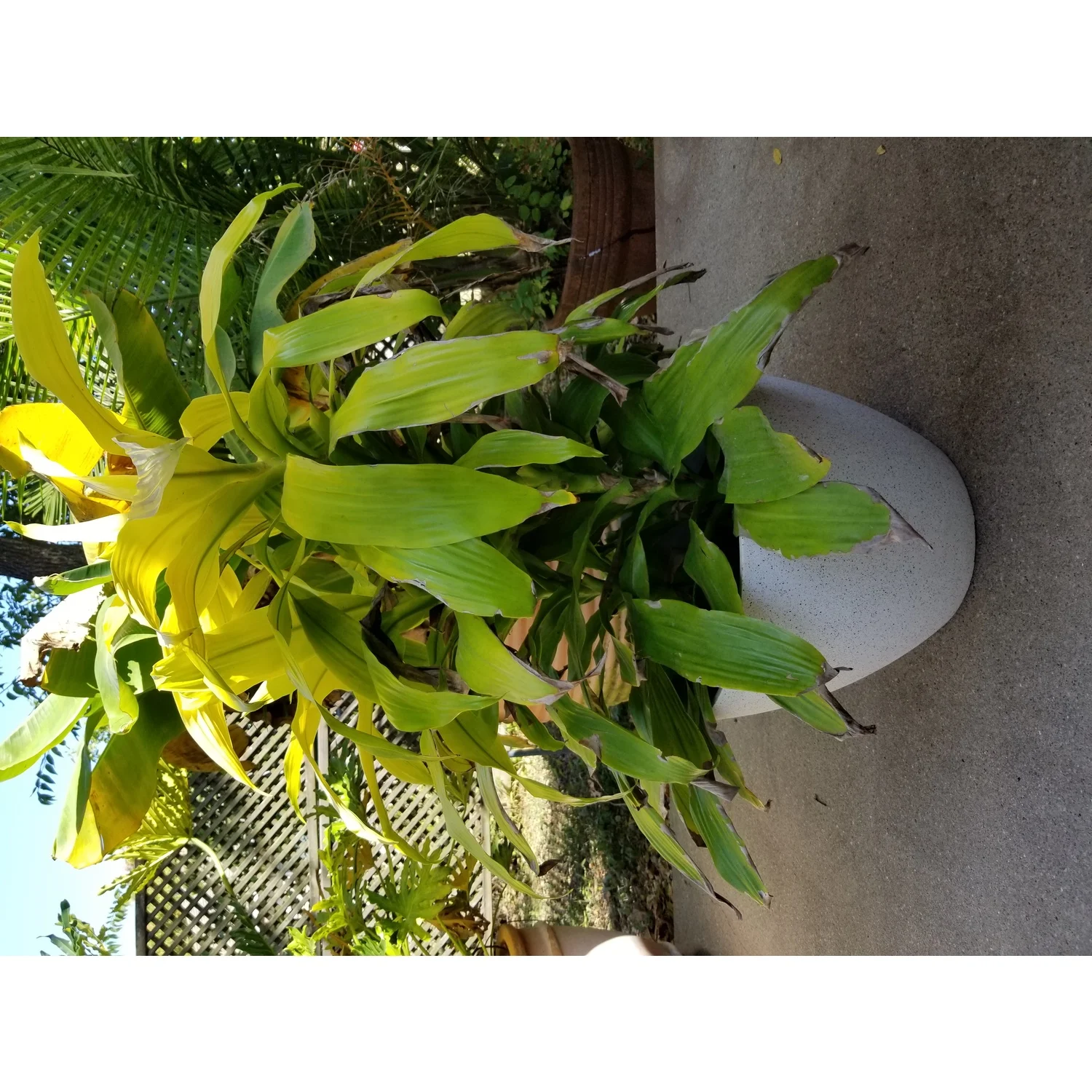 Exaco FM-WP17 Fiber Clay Planter, Spackled White - Medium & Large