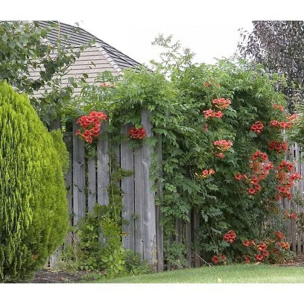 CHUXAY GARDEN Campsis Radicans Seed 20 Seeds Trumpet Vine Woody Climbing Vine Attract Butterflies and Bees Striking Landscaping Plant
