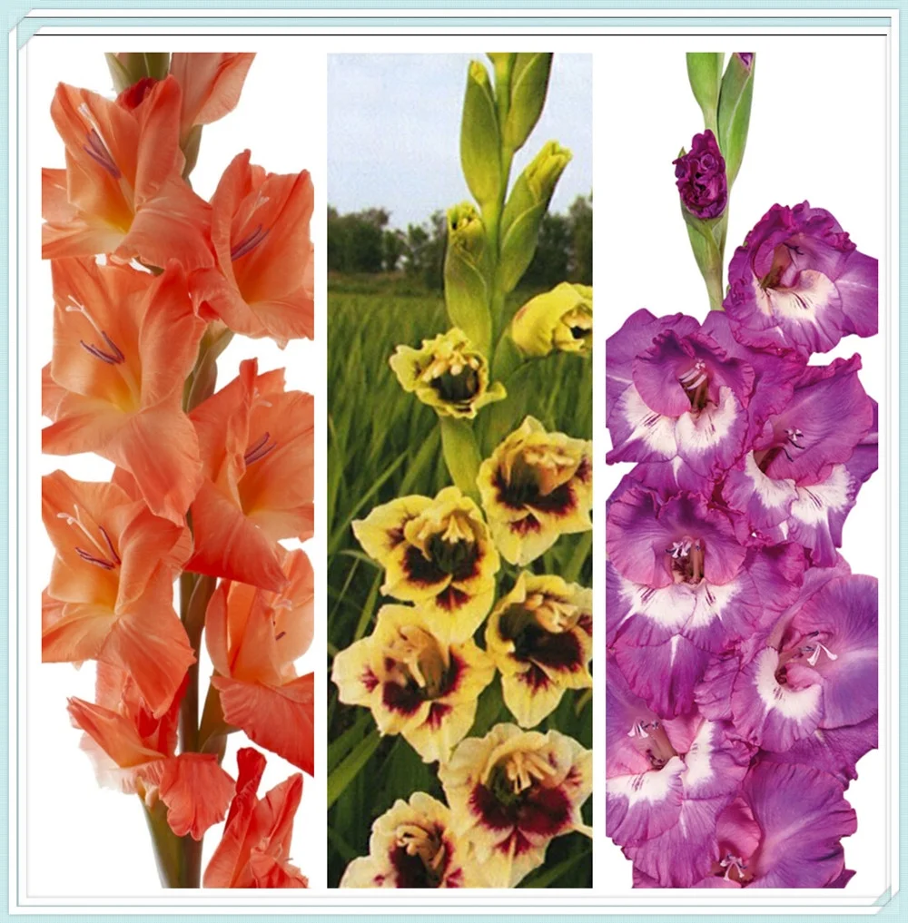 Gladiolus Bulbs, Large Flowers, Hardy Plants, Long Blooming Period, Fresh Bulbs