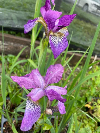 2 Sparkling Rose Sibirica Iris - Iris in separate 3.5 inch containers
