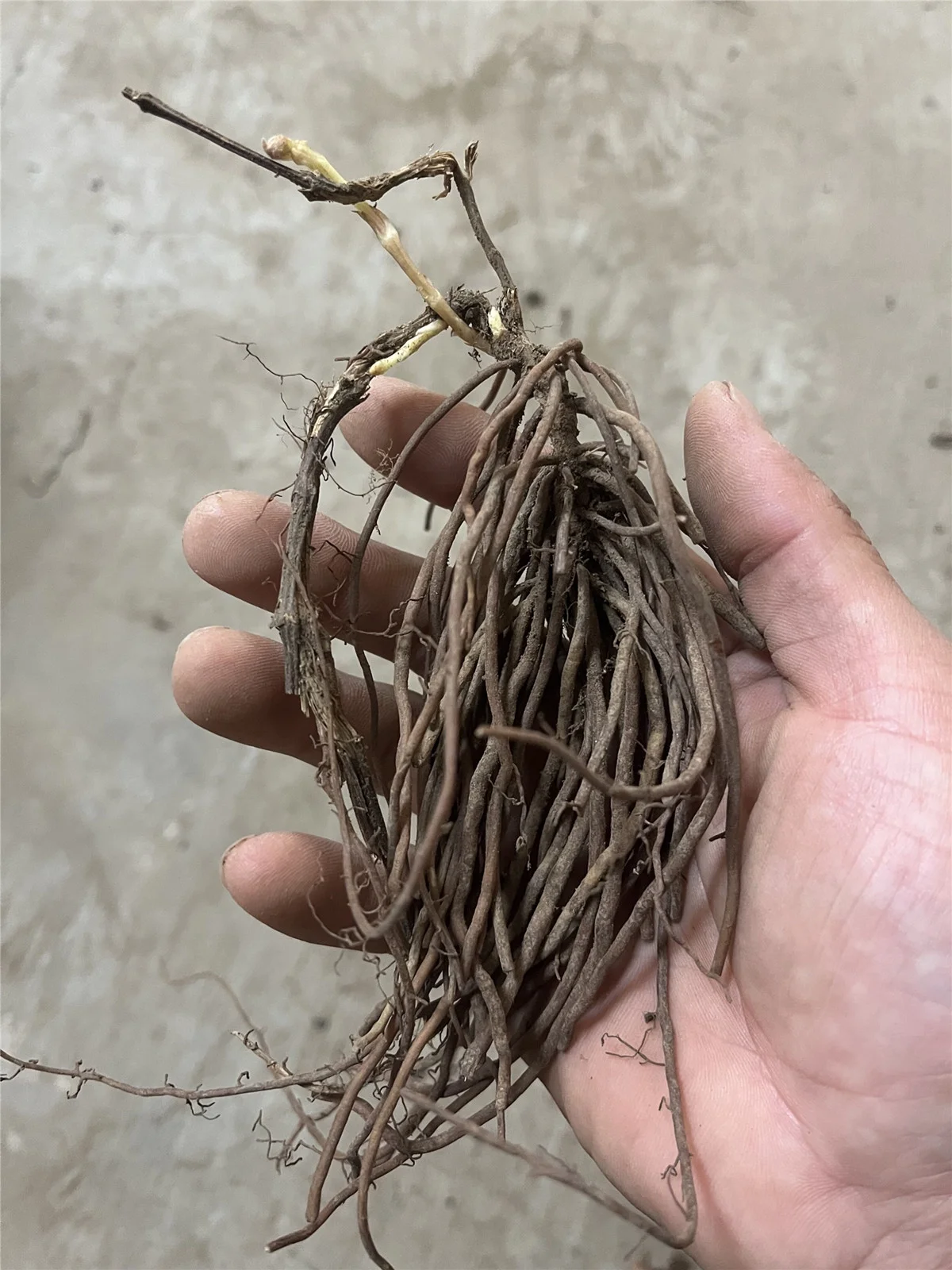 Clematis Bulbs, Gardening, Climbing Plants, Garden Flowers, Four-Season Plants, Bright Colors, Drought-Tolerant，Clematis Plants，Clematis Root，Clematis Bulbs For Sale