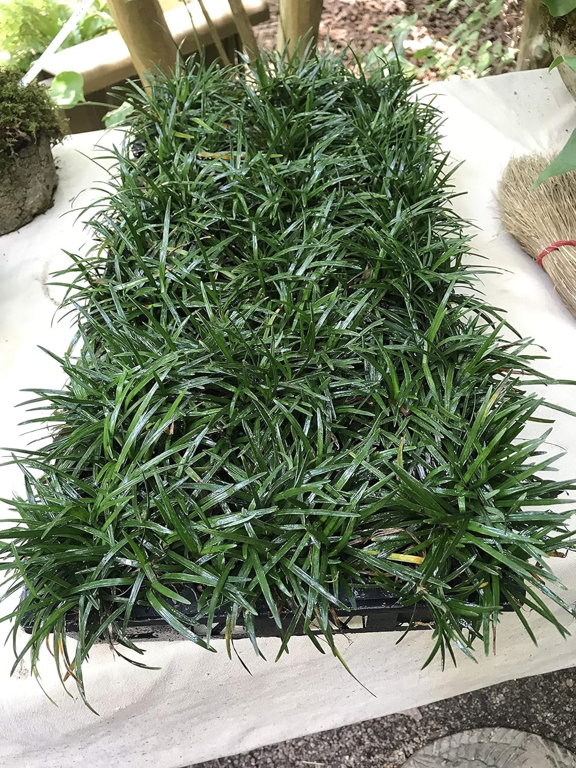 Dwarf Mondo Grass (Ophiopogon japonicus 'Nana') 18 Count Flat, 3.5