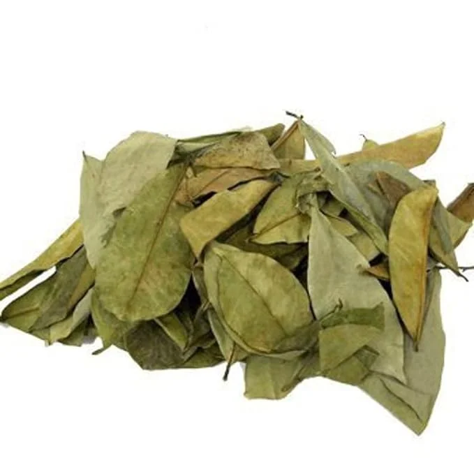 Whole Dried Graviola Soursop Leaves (4 oz 113g+ Leaves Per Bag) Hoja De Guanabana, 100% All Natural Delicious Fresh Tea | From Mexico | Premium Wildcrafted Quality. TEA