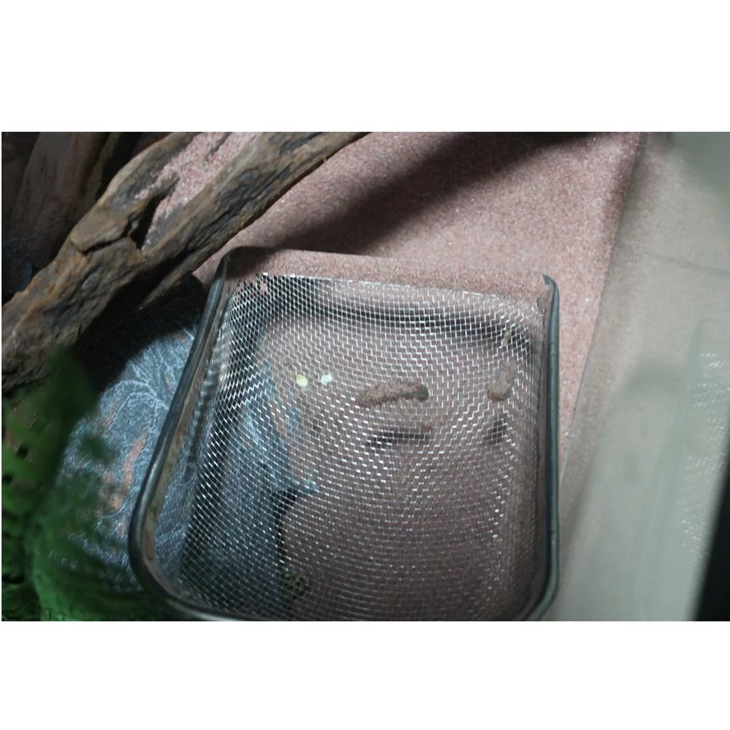 Reptile Sand Shovel Metal Steel Sieve Filter Residue s Turtle Stool Stainless Cleaning Tools