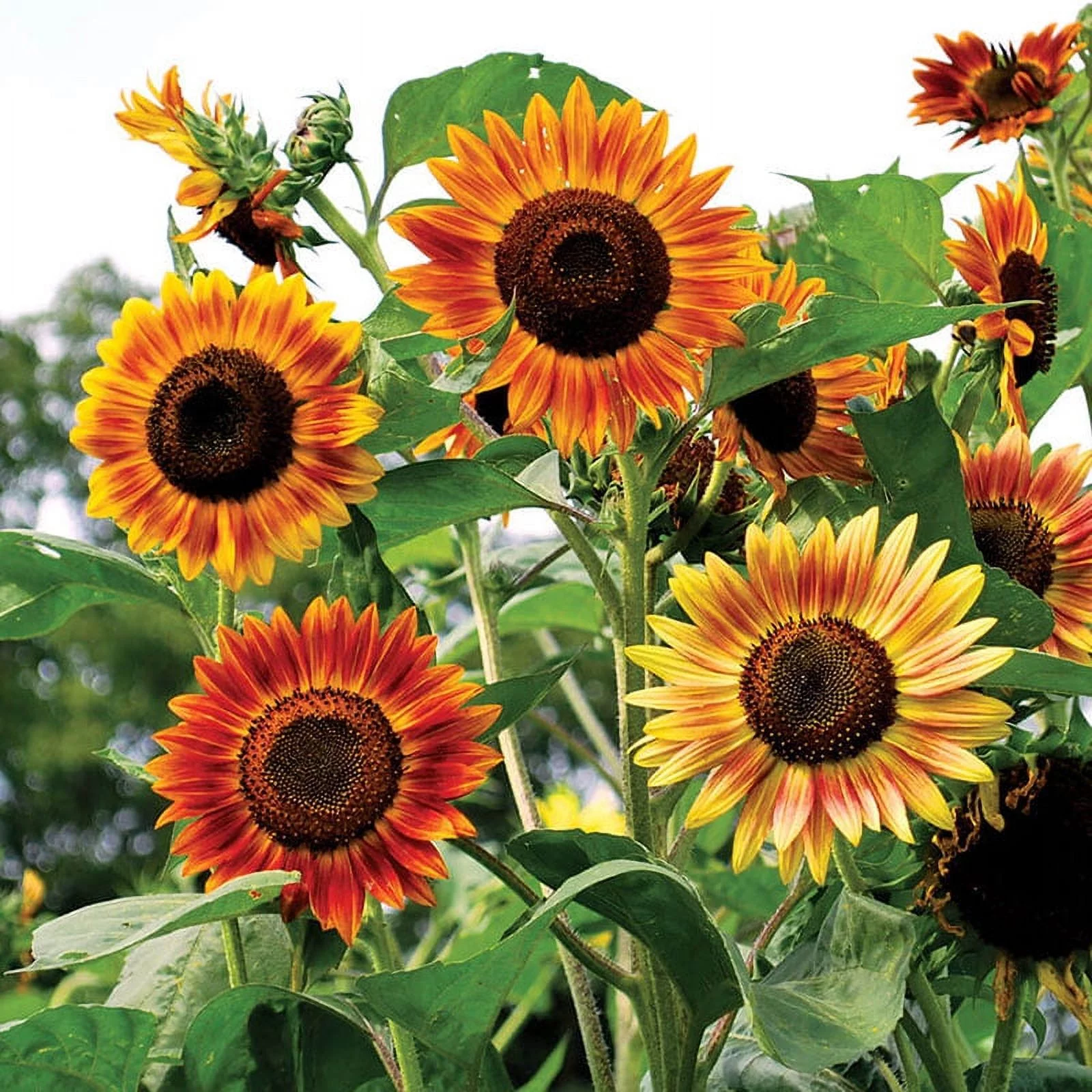 Sunflower Seeds - Evening Colors - 1 Ounce - Yellow/Orange Flower Seeds,  Heirloom Seed  Attracts Bees, Attracts Butterflies, Attracts Pollinators, Easy to Grow & Maintain, Edible, Cut Flower Garden