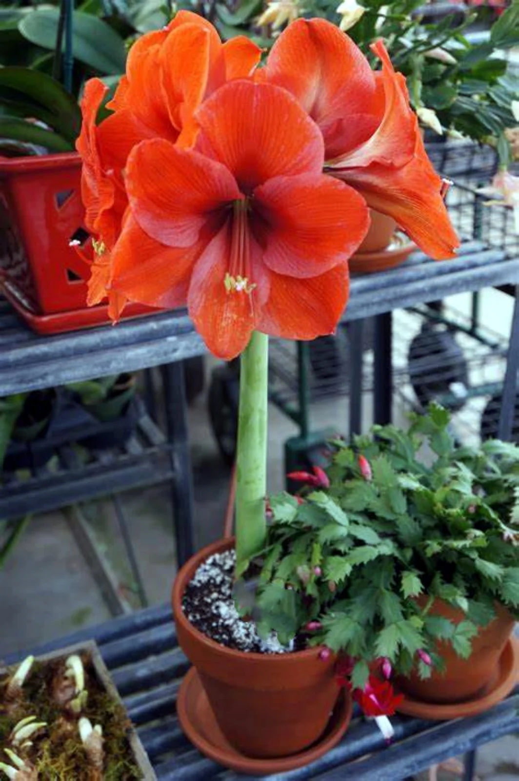 Amaryllis plant bulbs   Amaryllis plant already in pot   Double petals    Amaryllis bulbs for sale    Indoor balcony flower bulbs  	   Amaryllis	bulbs