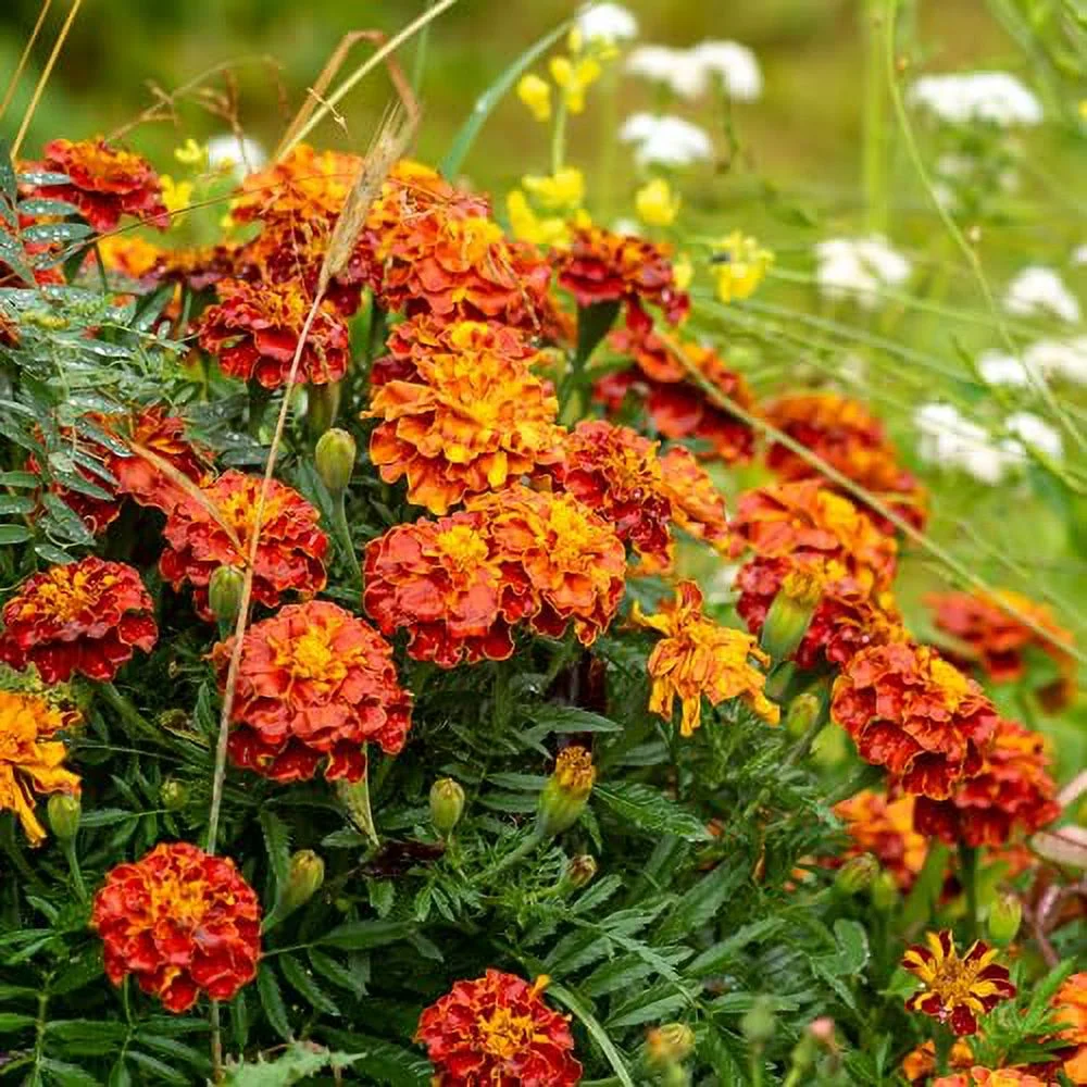 French Marigold Sparky Seeds for Planting - Over 2,300 Premium Seeds- Attracts Pollinators - Non GMO