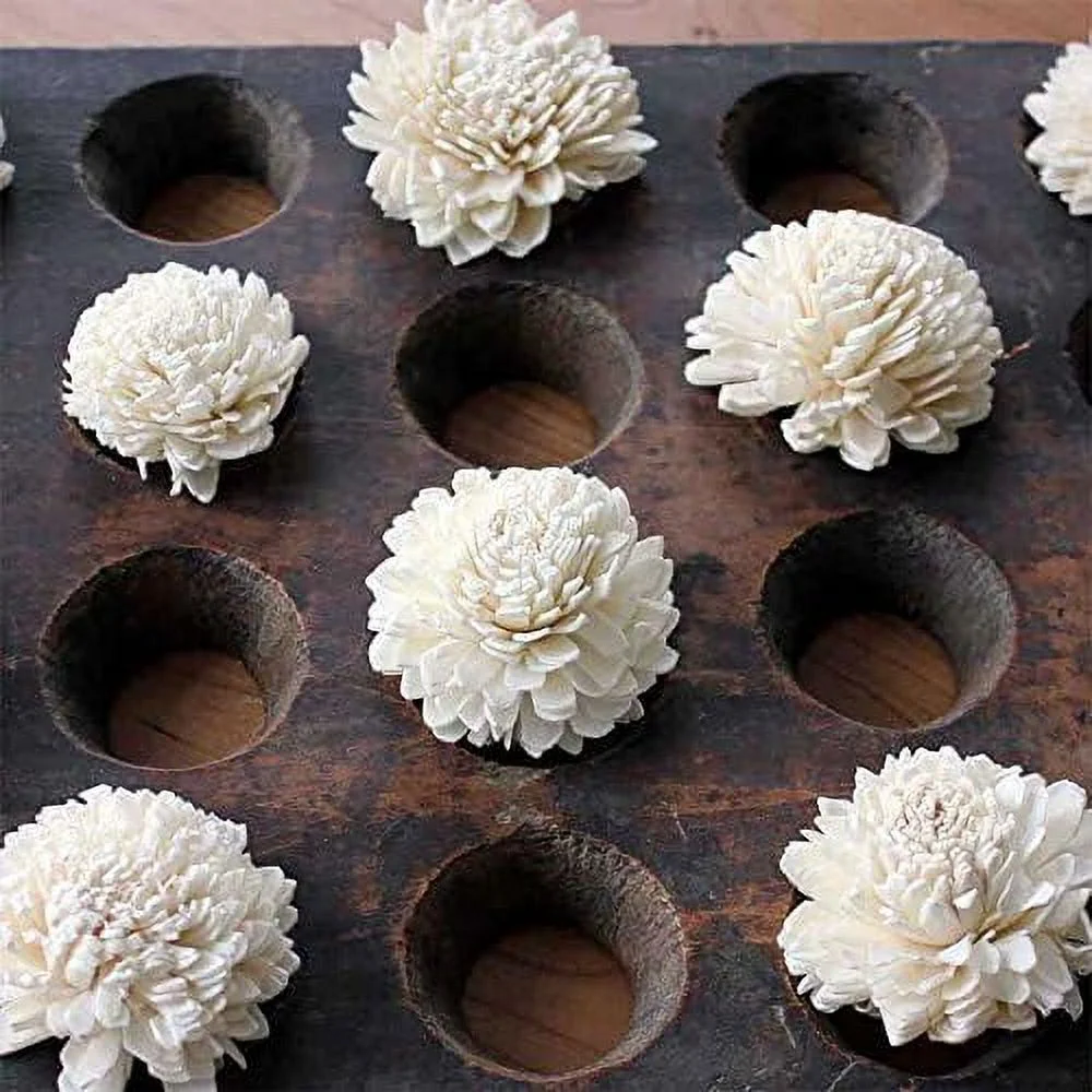 Sola Flower Zinnias, 2