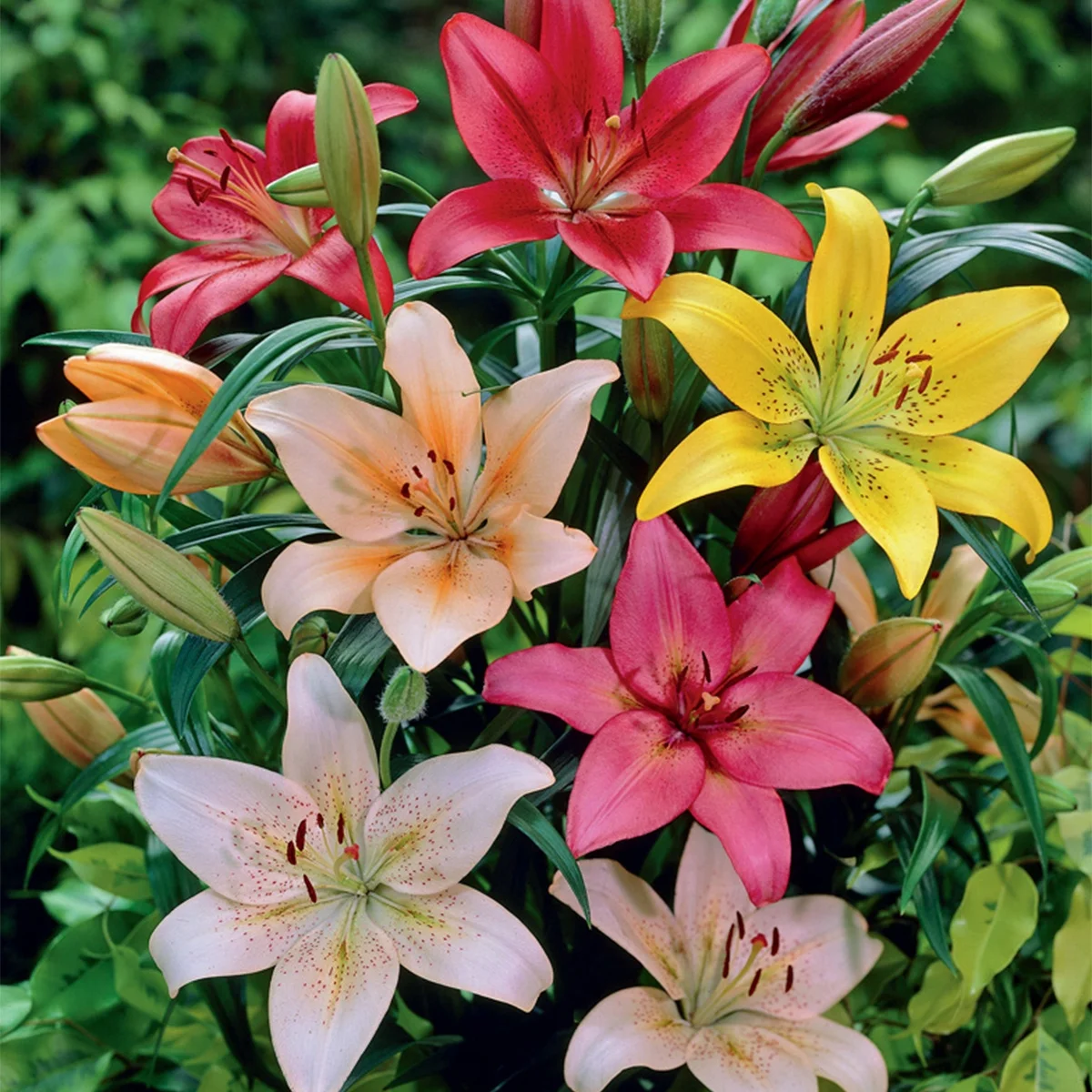 Van Zyverden Lilies Dutch Asiatic Mix, 3 Bulbs, Multi-color, Partial Sun, Perennial, Flowering, 1lb