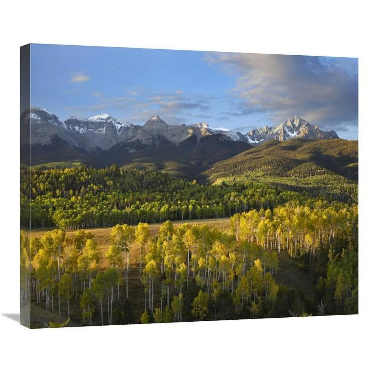 Global Gallery  Quaking Aspen Forest & Mount Sneffels - San Juan Mountains - Colorado Art Print - Tim Fitzharris