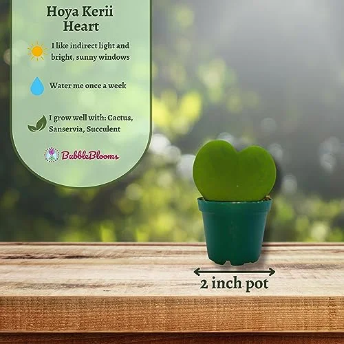 BubbleBlooms Green Hoya Kerrii Heart in a 2 inch Pot Sweetheart Mother's Day Plant