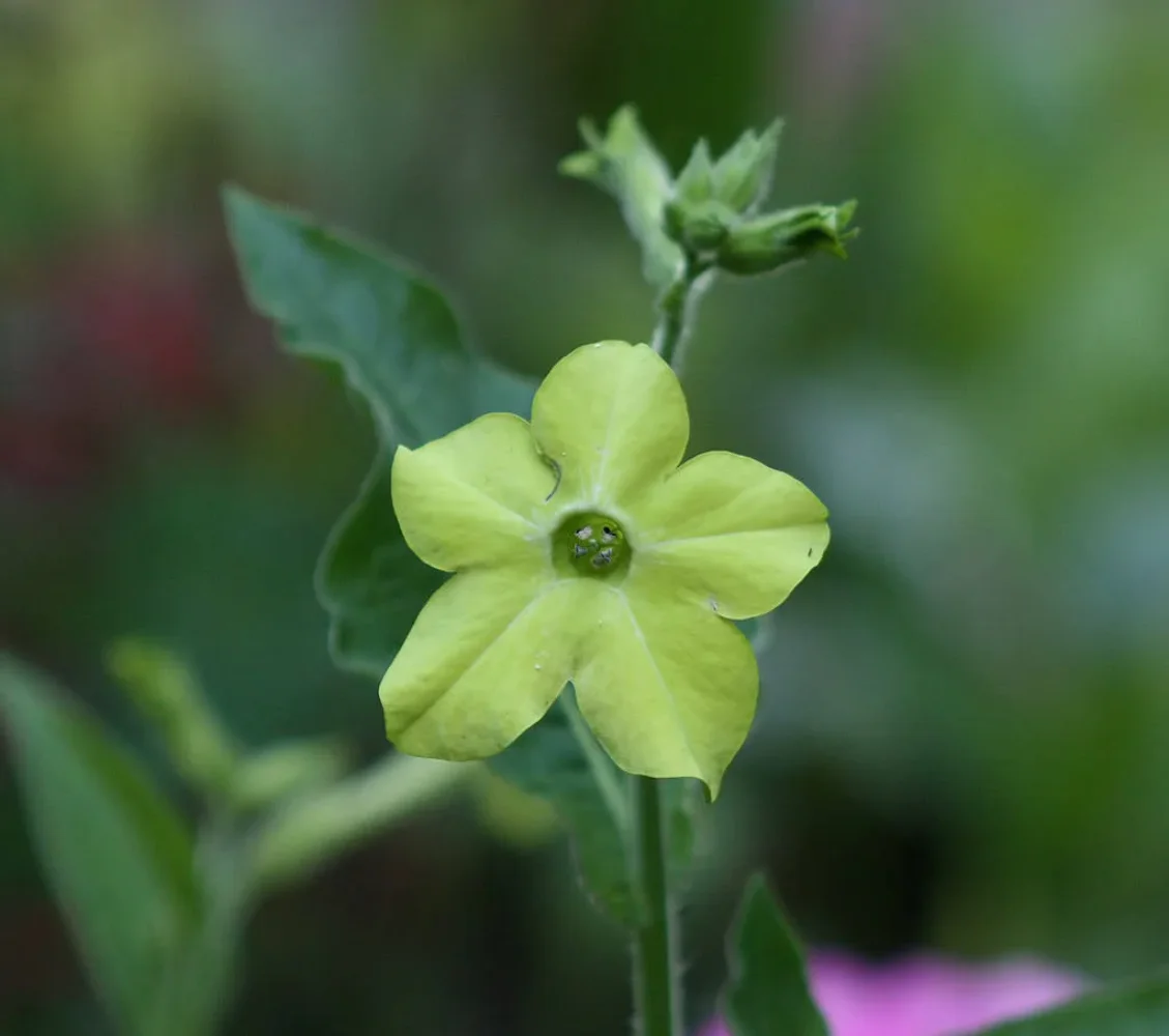 100 LIME GREEN NICOTIANA Alata Flowering Tobacco Seeds