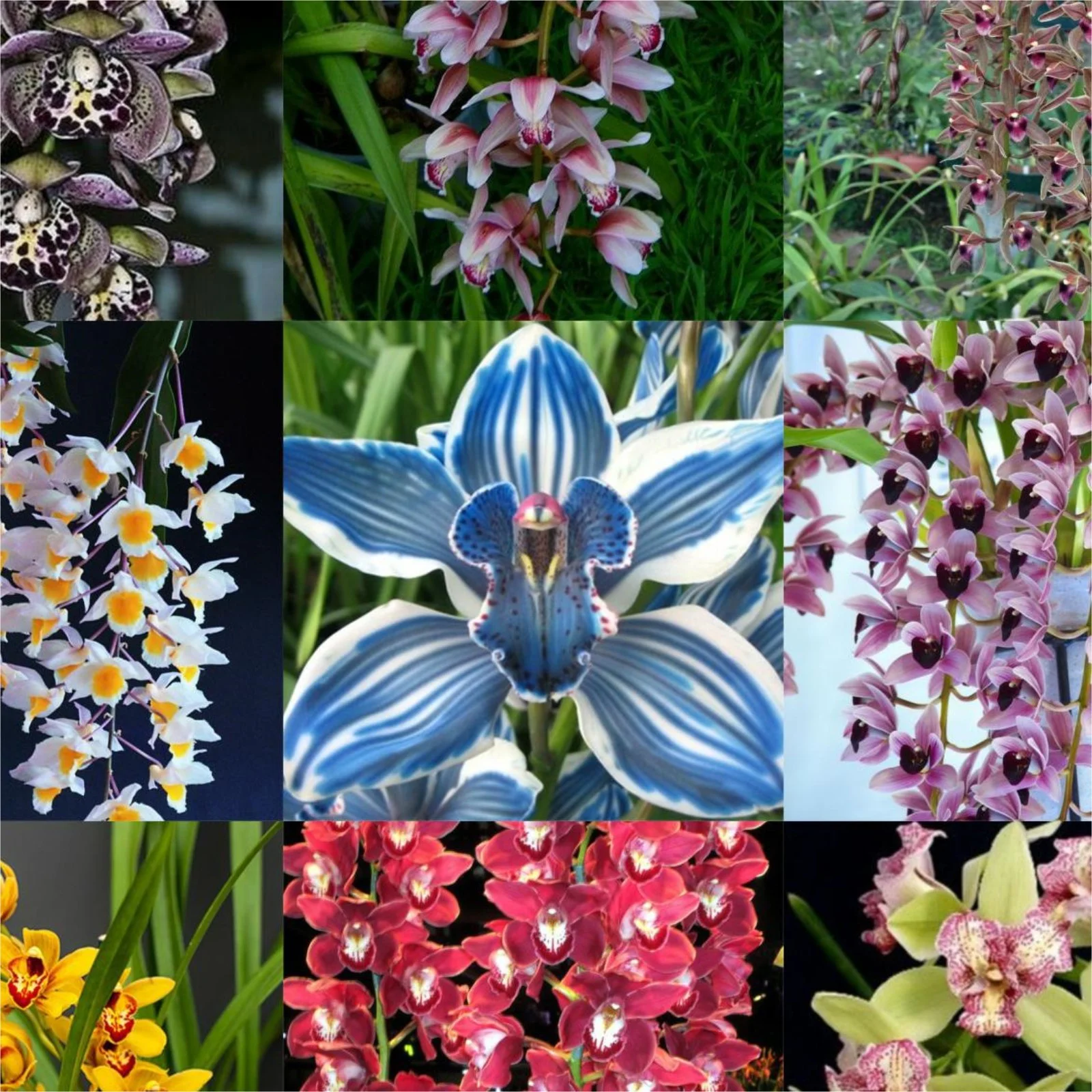 Cymbidium Bulbs For Planting,Cymbidium Plants Outdoor,Cymbidium Potting Mix,Cymbidium Plants Live In Bloom,Cymbidium Plants,Cymbidium Bulbs For Sale.