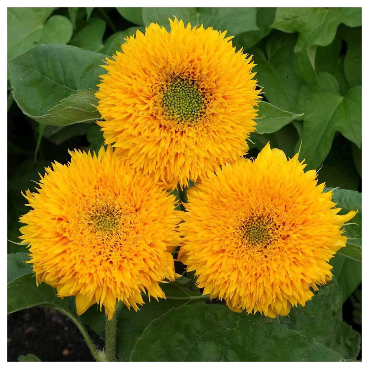 Everwilde Farms - 100 Dwarf Sungold Sunflower Garden Flower Seeds - Gold Vault Jumbo Bulk Seed Packet