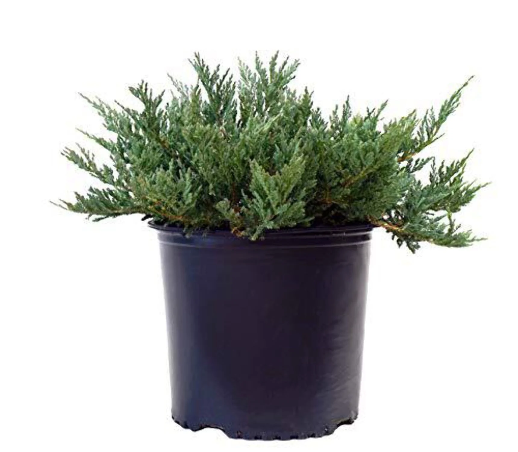 Blue Chip Creeping Juniper