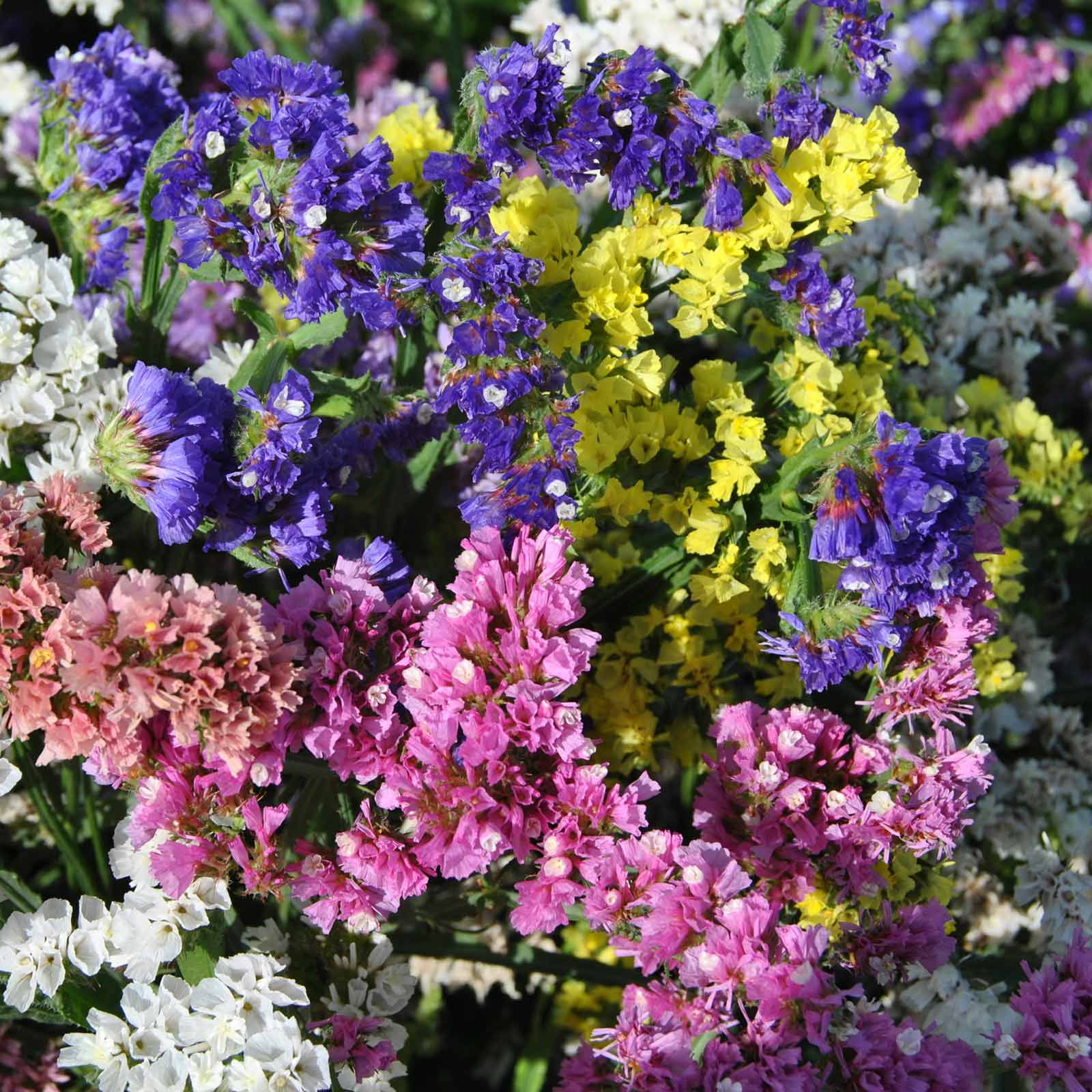 Statice Flower Garden Seeds - QIS Series - Color Mix - 1000 Seeds - Annual Flower Gardening Seed - Limonium sinuata