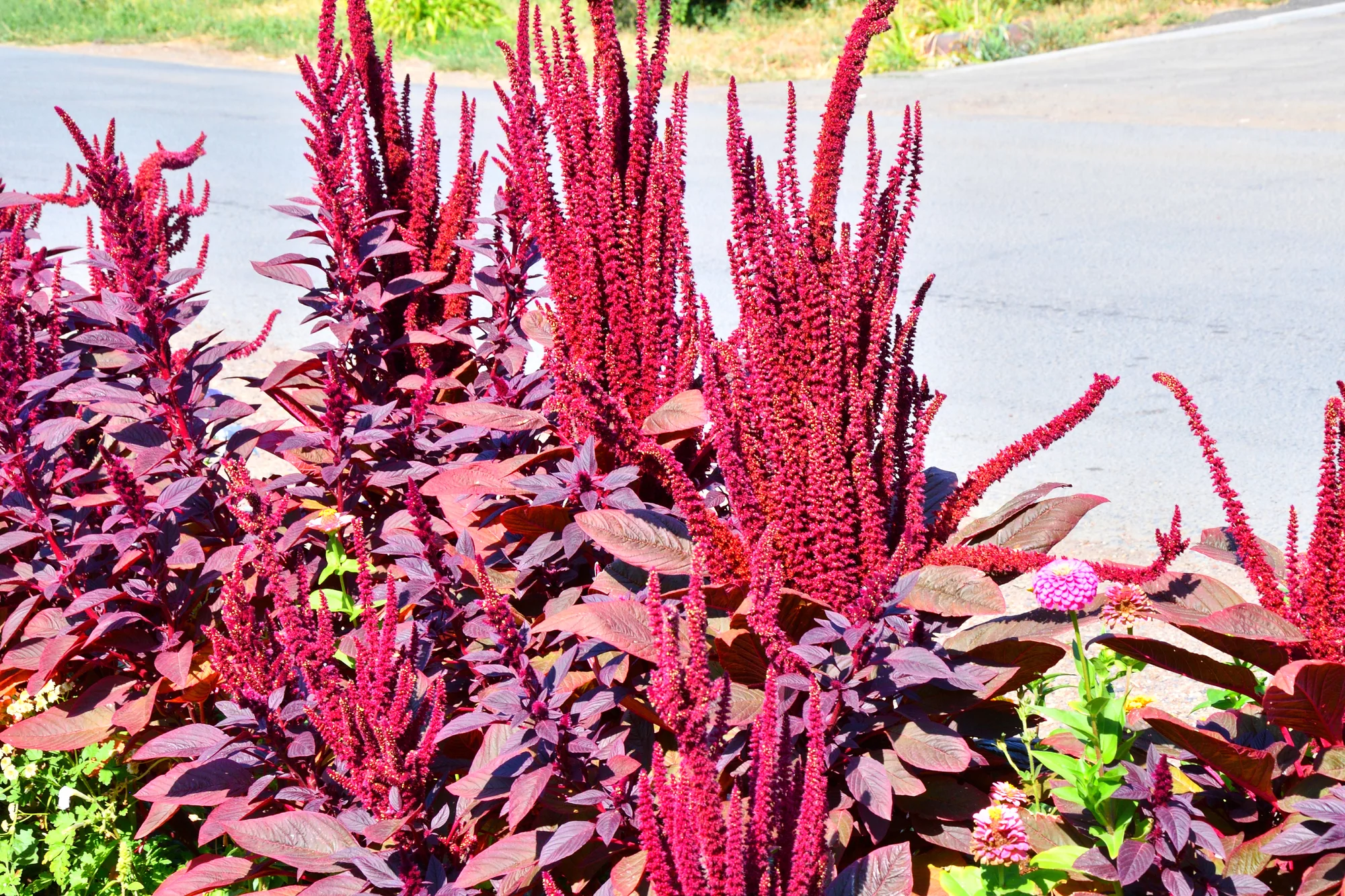 Earthcare Seeds - Amaranth Red Garnet 6,000 Seeds (Amaranthus Cruentus) Heirloom - Open Pollinated