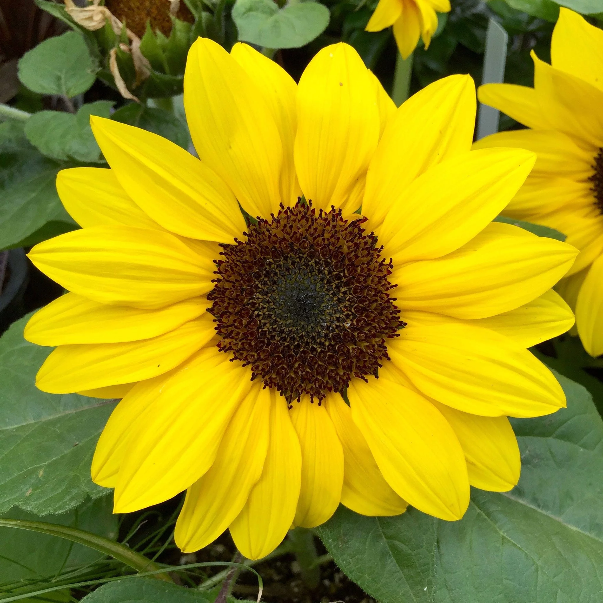 Sunflower Seeds - Henry Wilde - 1/4 Pound - Yellow Flower Seeds,  Heirloom Seed, Open Pollinated Seed  Attracts Bees, Attracts Butterflies, Attracts Pollinators, Easy to Grow & Maintain, Edible